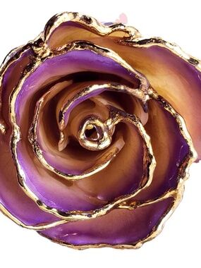 24K Gold Dipped White to Amethyst Rose💜